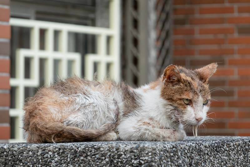 Простуда у кошек: симптомы, как и чем лечить, если кот простыл