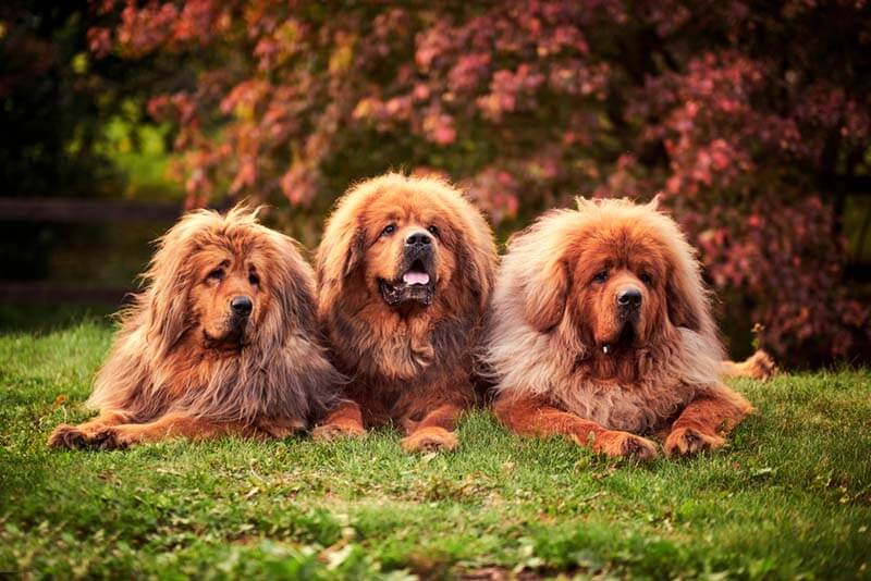 Три тибетских мастифа