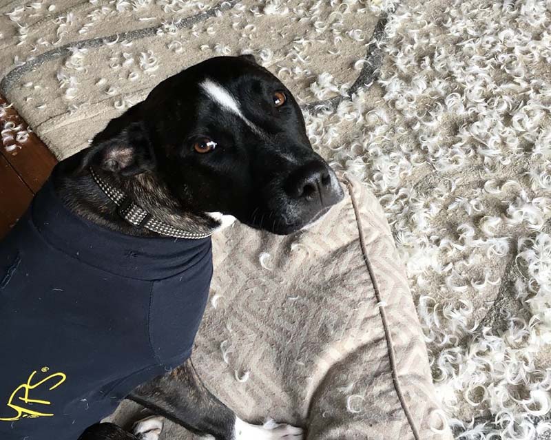 годовалая Лайя разорвала диванную подушку и ничуть не жалеет