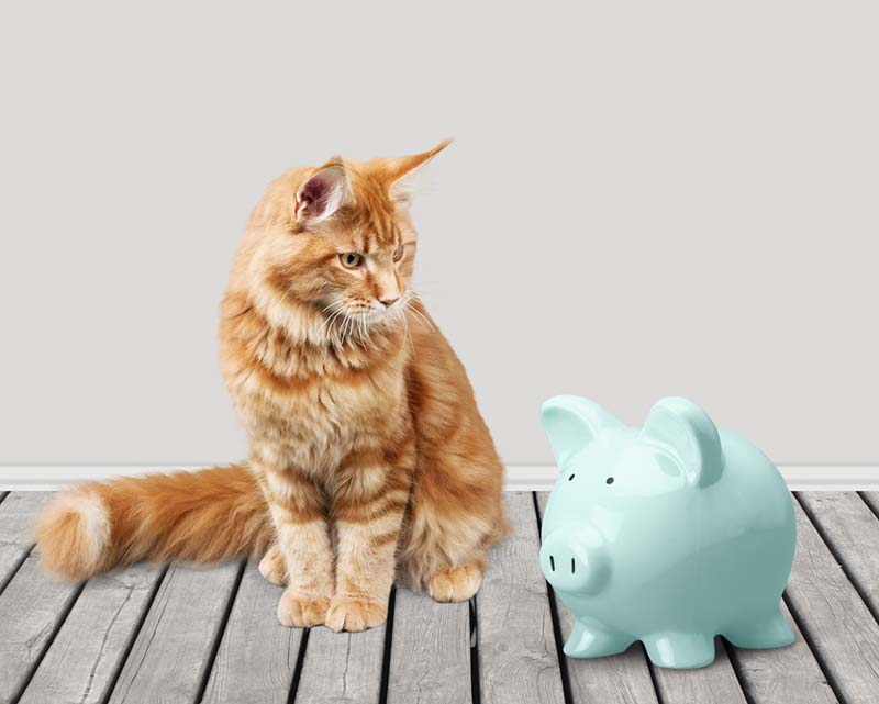 Приюты и благотворительные организации для бездомных животных нуждаются в вашей помощи