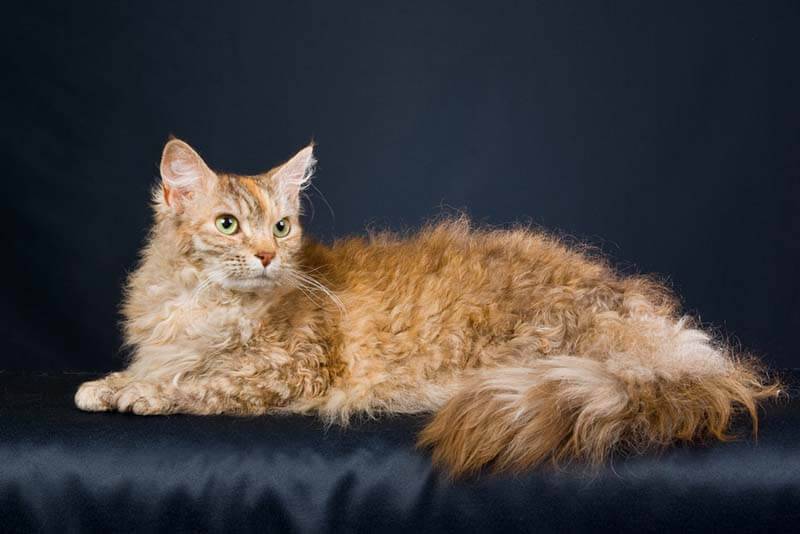 Лапермы — коты редкой породы, которая практически не линяет