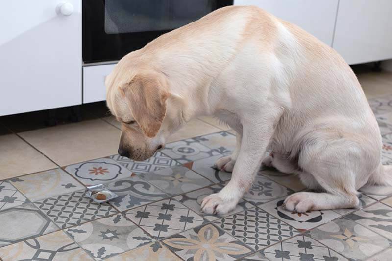 У собаки отказали задние лапы: причины и что делать, если у пса отнялись  ноги