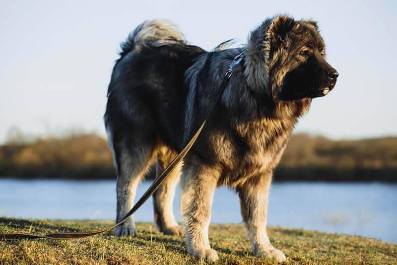 кавказская овчарка относится к породам собак, которые могут победить волка