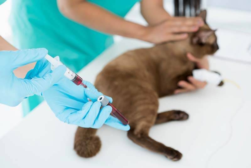 ветеринар делает забор крови у кошки для диагностики парвовируса