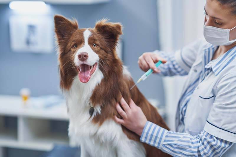 вакцинацию собаки от бешенства должен проводить ветеринарный врач