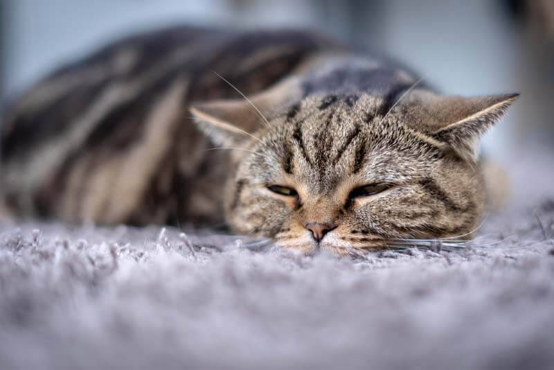 заражение кошек парвовирусной инфекцией может происходить без прямого контакта, так как он сохраняется в помещениях и на предметах