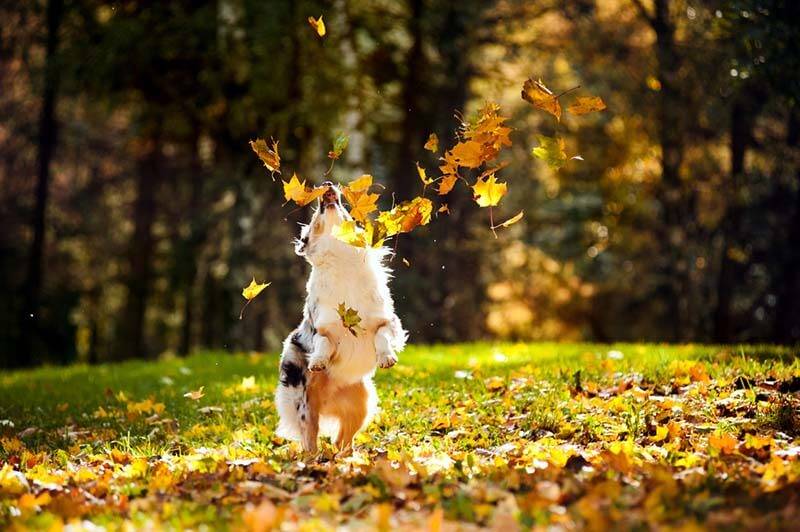 Австралийская овчарка играет с листьями