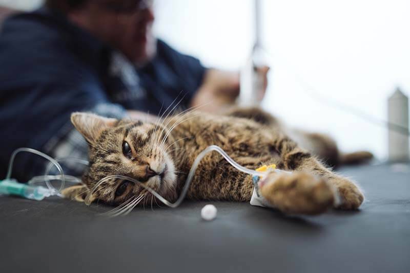 Отравление у кошек: признаки, симптомы и что делать?