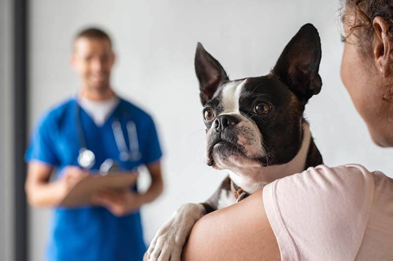 Икота у собаки. Ветеринар Сток. Здоровье животные. Pets at the vet. Doggy топ.