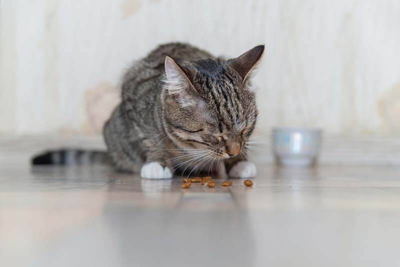 Причины, по которым кошка может страдать от рвоты после еды