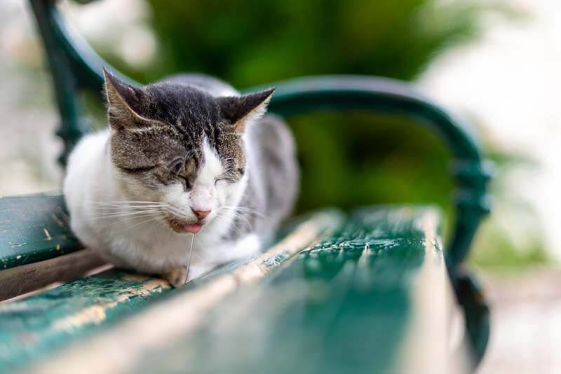 Повышенное слюноотделение у котов: причины появления и лечение