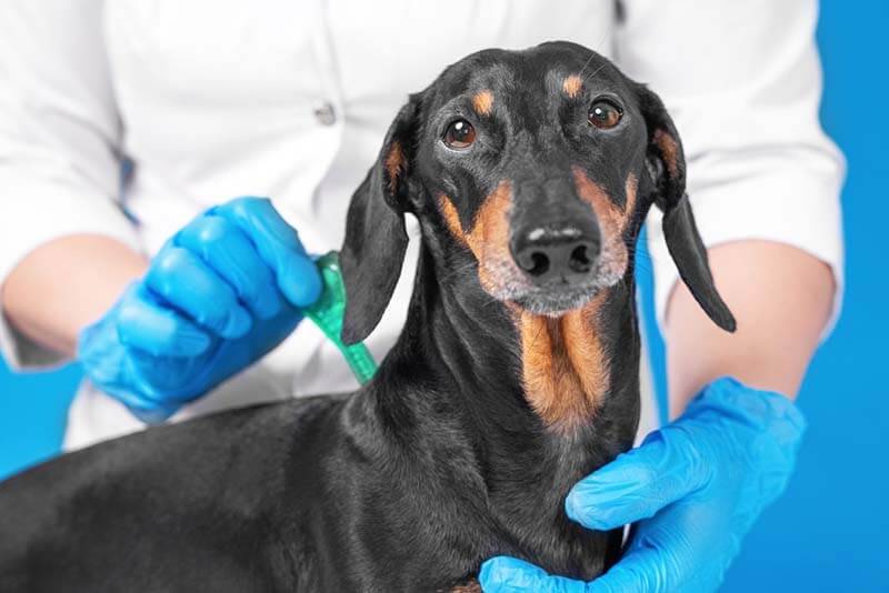 Глисты у собак: симптомы, профилактика и лечение, таблетки - полезная информация для владельцев питомцев