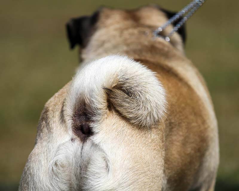 Параанальные железы собаки: как провести чистку, симптомы воспаления и лечение