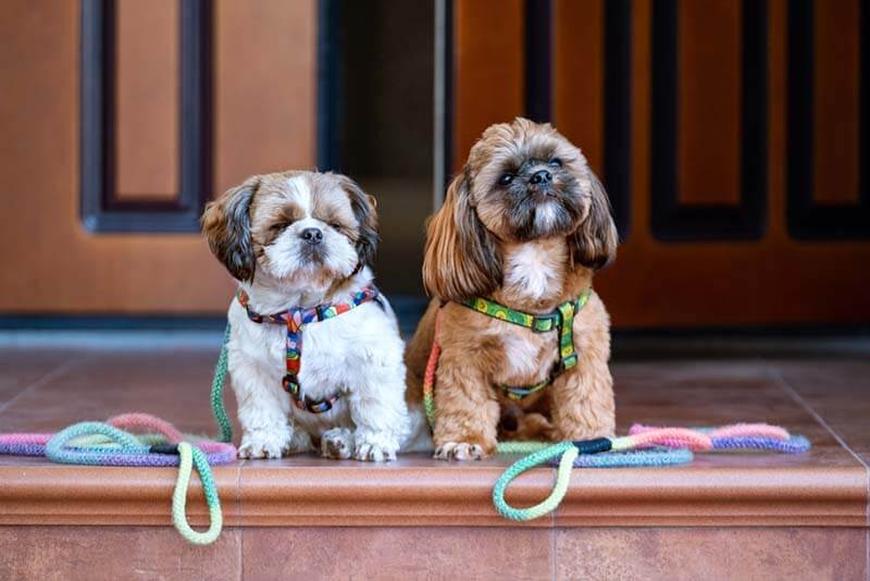 Два ши-тцу на прогулке