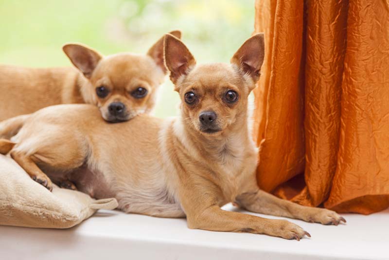 в отдельных случаях компания сородичей может помочь собакам справиться с разлукой с хозяином