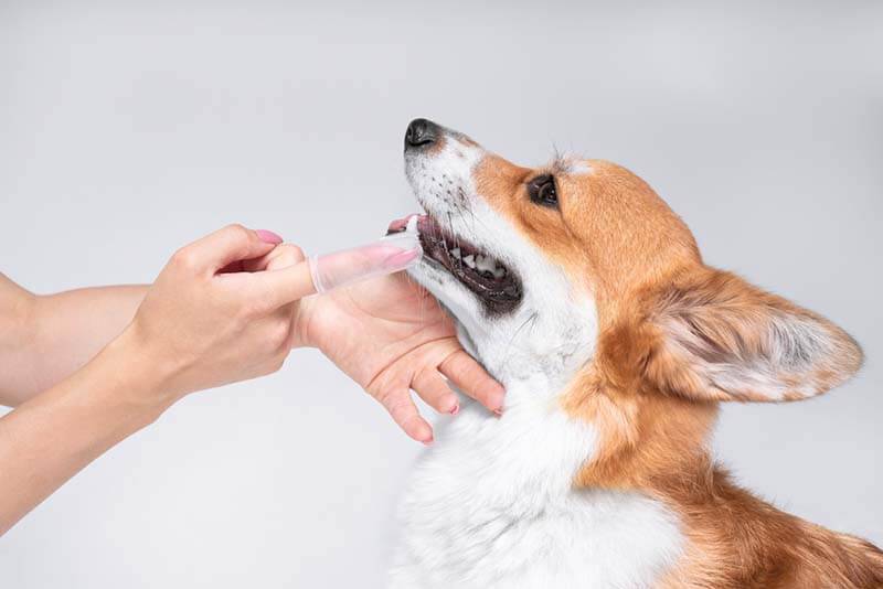 Запах изо рта у собаки - почему у собаки пахнет изо рта