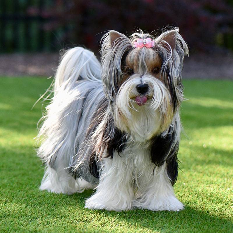 Бивер йоркширский терьер - все о породе собаки: фото, характер, правилаухода и содержания - Petstory