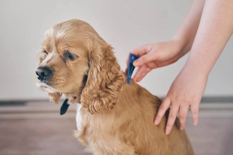 Возможные сопутствующие признаки заболеваний уха, когда собака постоянно трясет головой