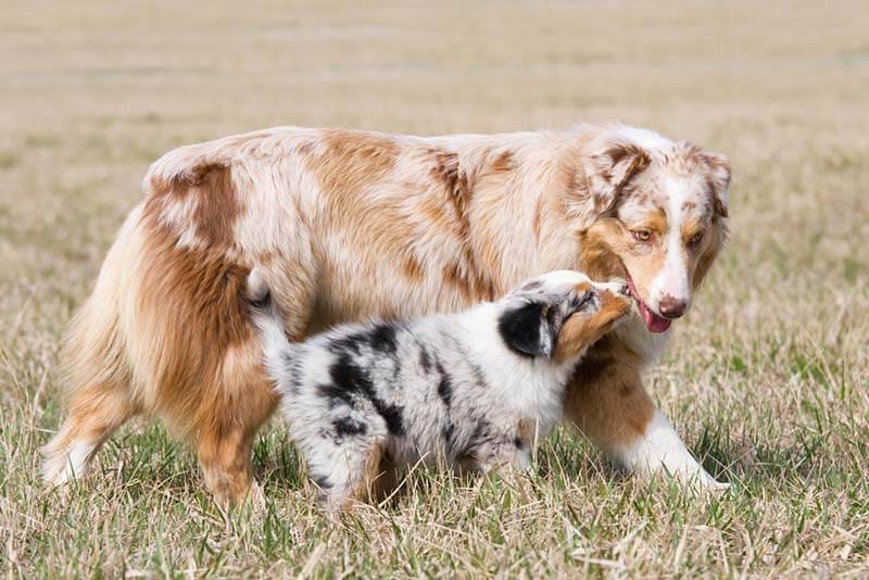 Щенок австралийской овчарки с мамой