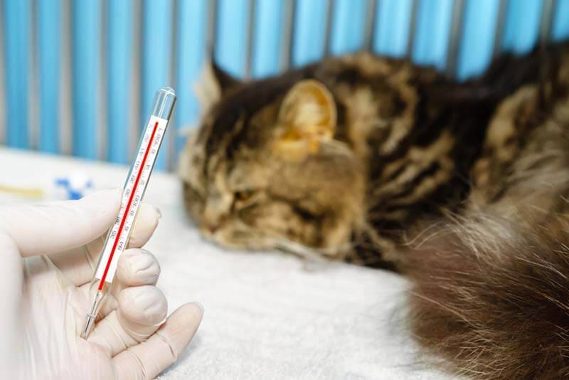 Температура тела у кошек: нормальная, высокая, низкая – причины и что делать