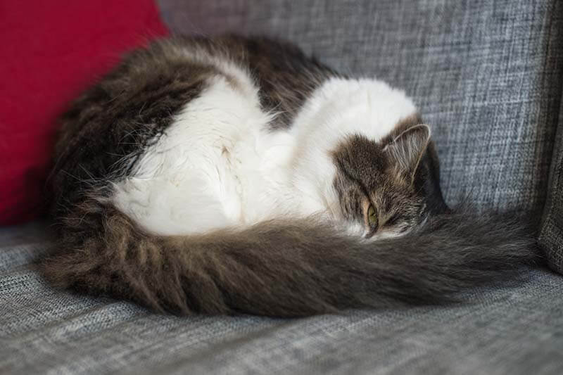 при гастроэнтероколите кот обычно выглядит угнетенным и чувствует себя плохо