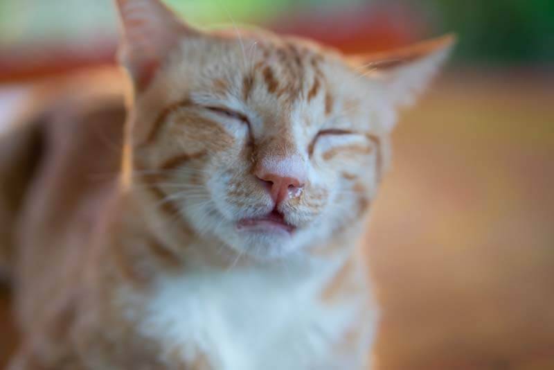 Насморк у кошки: как и чем лечить сопли, причины ринита