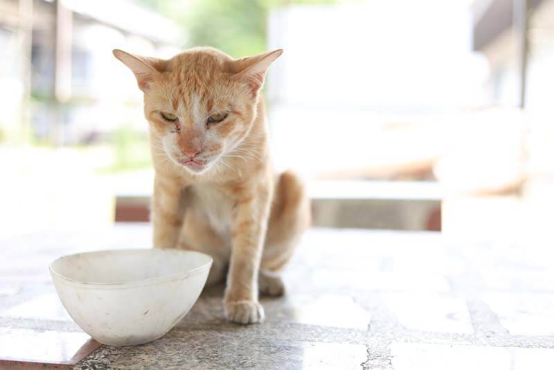 кишечные паразиты могут быть причиной того, из-за чего кошка плохо ест