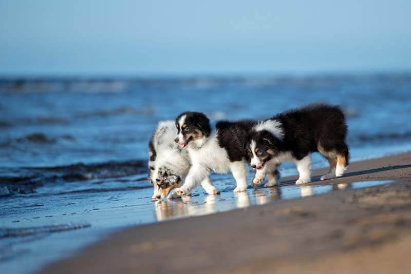 Три щенка аусси у моря
