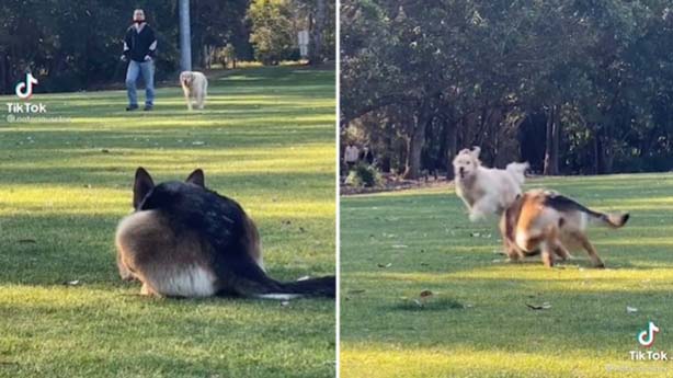 Каждый раз, когда немецкая овчарка Клео видит своего друга золотистого ретривера, она принимает “кошачью” позу и начинает игриво преследовать товарища