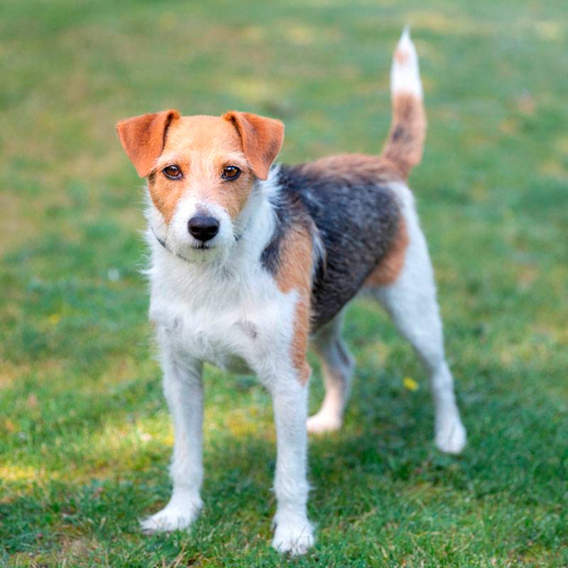 Порода собаки джек-рассел-терьер: характеристики, фото, рекомендации по уходу и выбору корма
