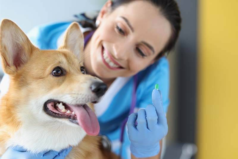 подготовка собаки к прививке от бешенства включает обработку от паразитов