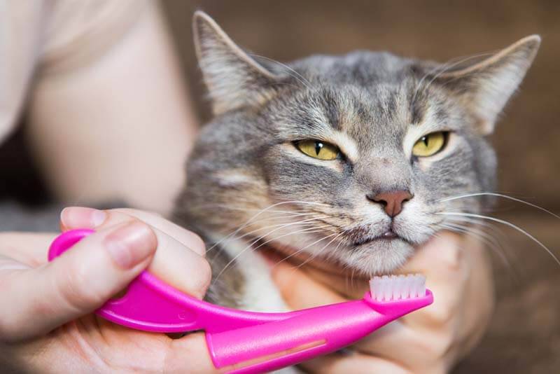 прежде чем начинать чистить зубы кошке нужно убедиться, что она спокойна