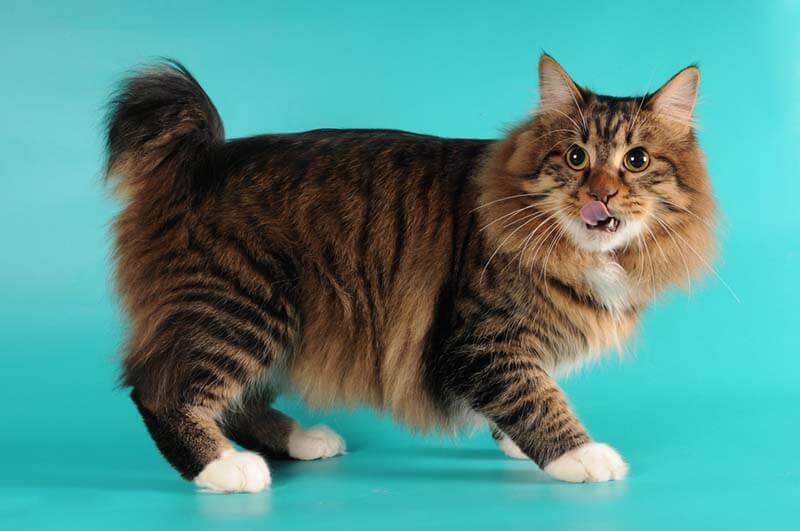 Карельский бобтейл — ещё один редкий вид кошек с очень коротким хвостом