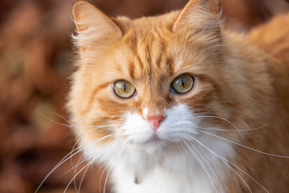 у кошек в сетчатке много клеток-палочек, чувствительных к свету