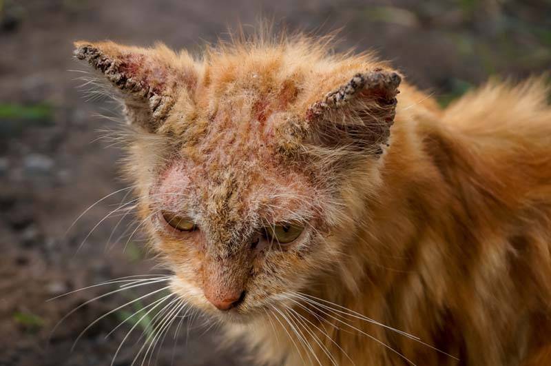 Кожные заболевания у кошек: все о «болячках», коростах и их лечение
