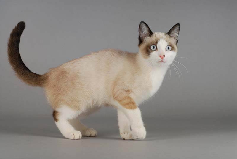 Сноу-шу входит в число самых редких пород кошек в мире