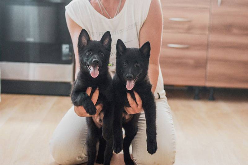 женщина держит двух щенков шипперке