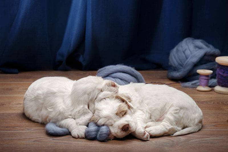 Два щенка кламбер-спаниеля спят