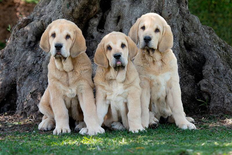 Три щенка испанского мастифа