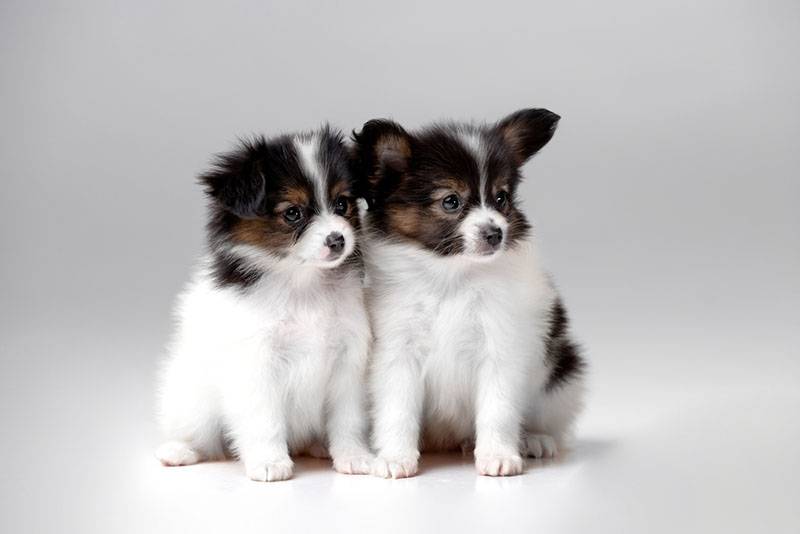 Два щенка папильона на сером фоне