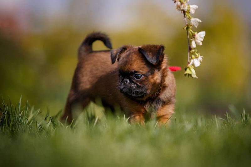 щенок пти брабансона играет на траве