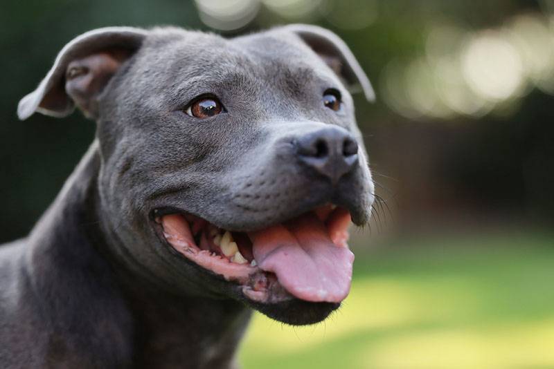 Стаффордширский бультерьер - все о породе собаки: фото, характер, правила  ухода и содержания - Petstory