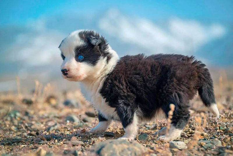 Милый щенок якутской лайки
