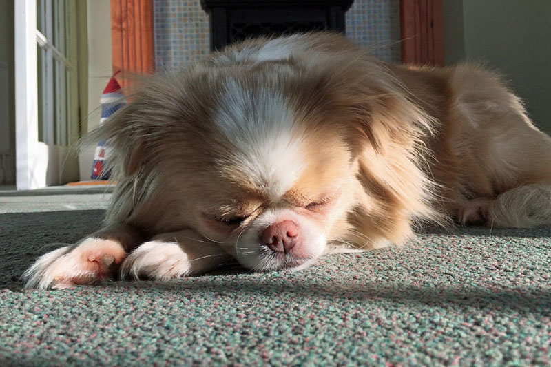 японский хин спит на ковре