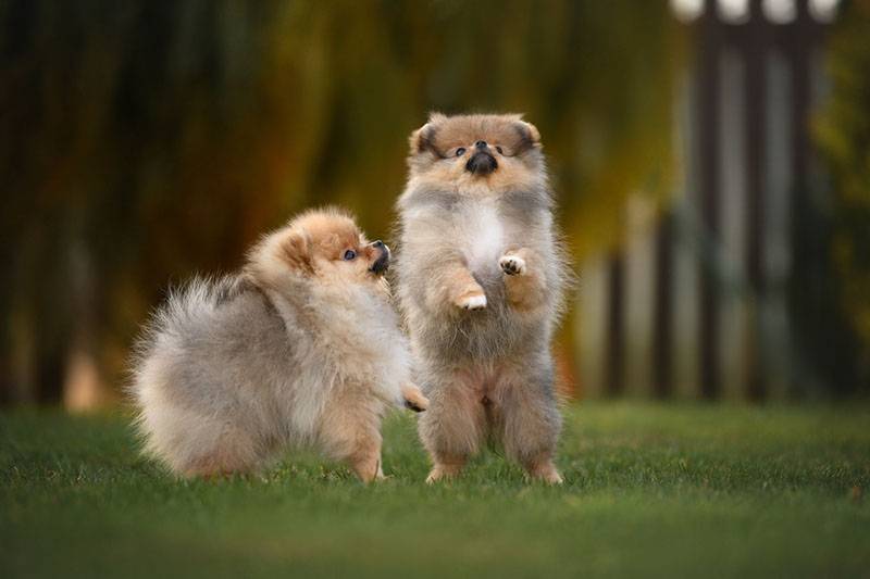 Два милых щенка померанского шпица