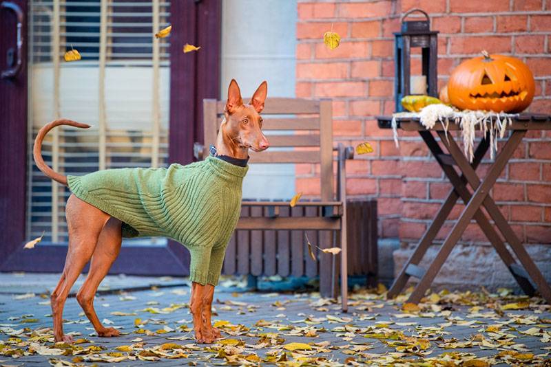 фараонова собака в собачьем свитере