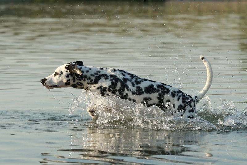 Далматин бежит в воде