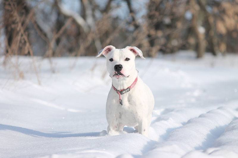 щенок американского питбультерьера стоит в снегу