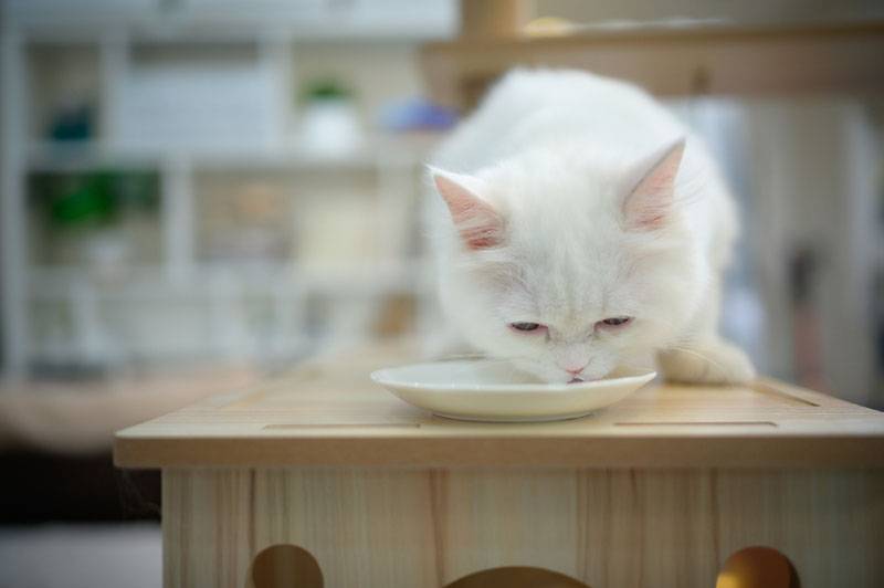 Персидская кошка ест
