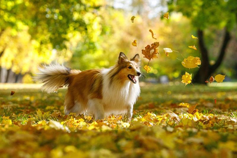 шелти гуляет в осенних листьях